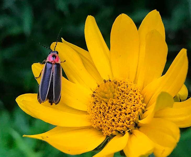 image of firefly on coreopsis