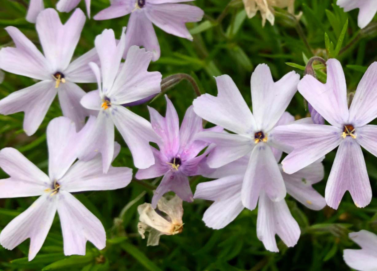 Mistflower (Conoclinium)